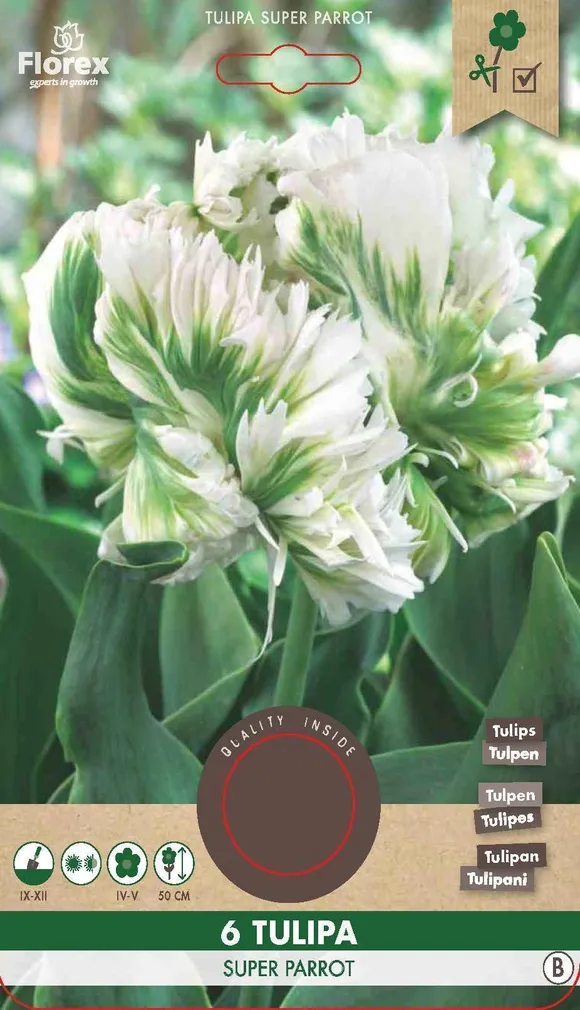 LILLESIBUL PAPAGOIÕIELINE TULP FLOREX SUPER PARROT 6TK PAKIS