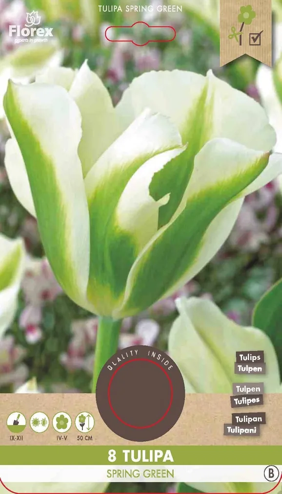LILLESIBUL ROHELISEÕIELINE TULP FLOREX SPRING GREEN 8TK PAKIS