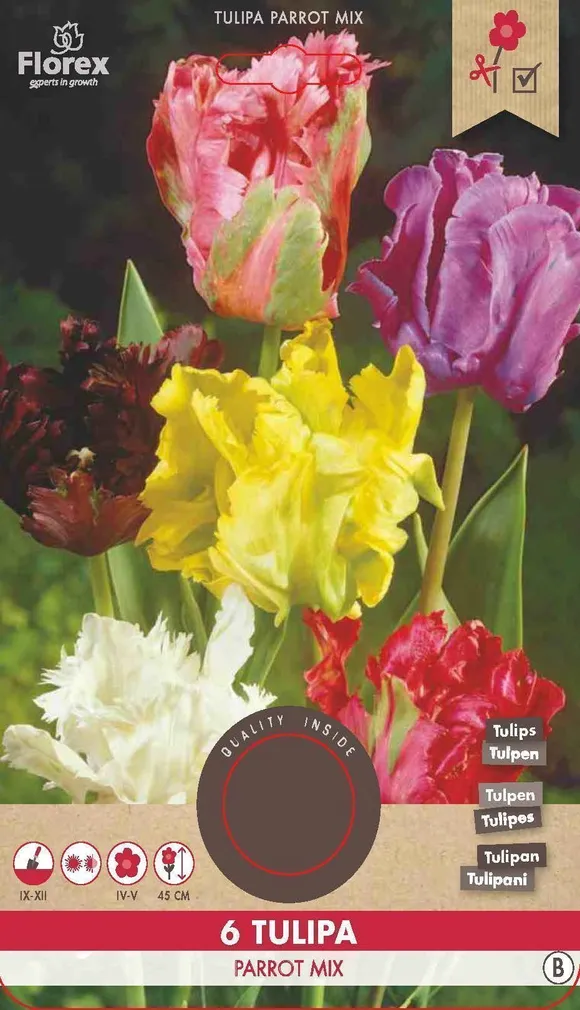 LILLESIBUL PAPAGOIÕIELINE TULP FLOREX PARROT SEGU 6TK PAKIS