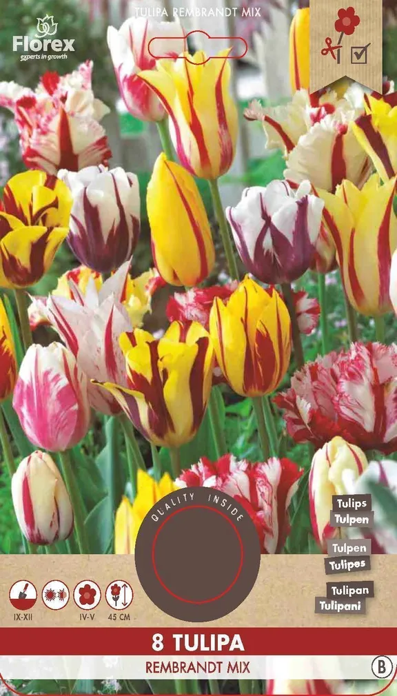 LILLESIBUL TULP FLOREX REMBRANDT SEGU 8TK PAKIS