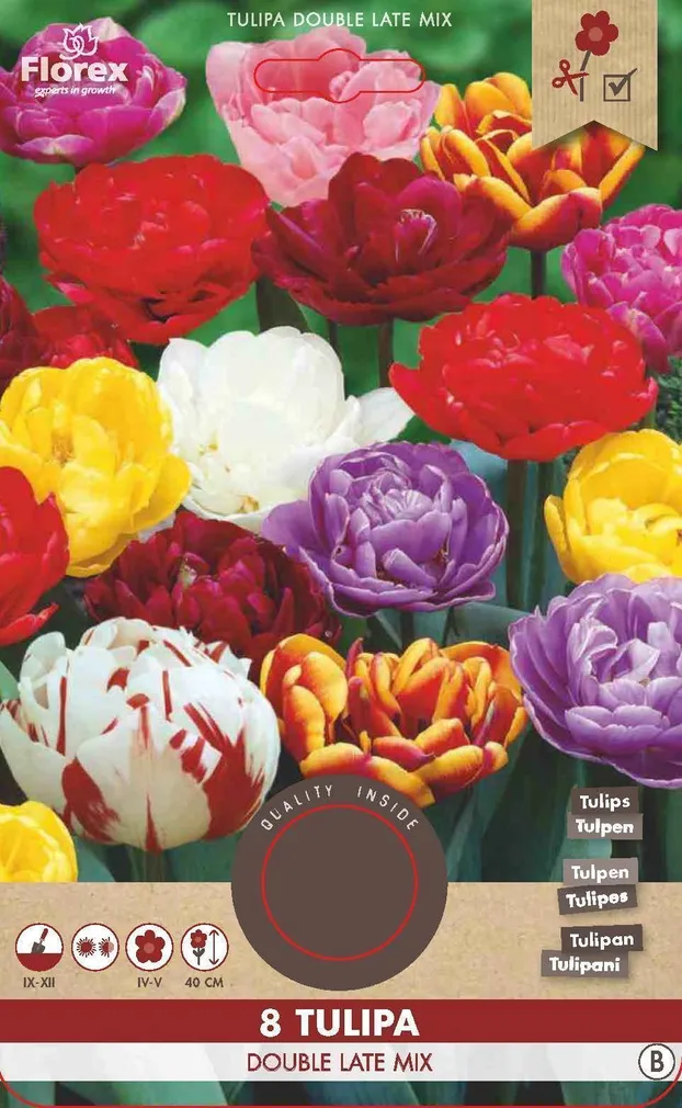 LILLESIBUL TOPELTÕIELINE HILINE TULP FLOREX DOUBLE LATE SEGU 8TK PAKIS