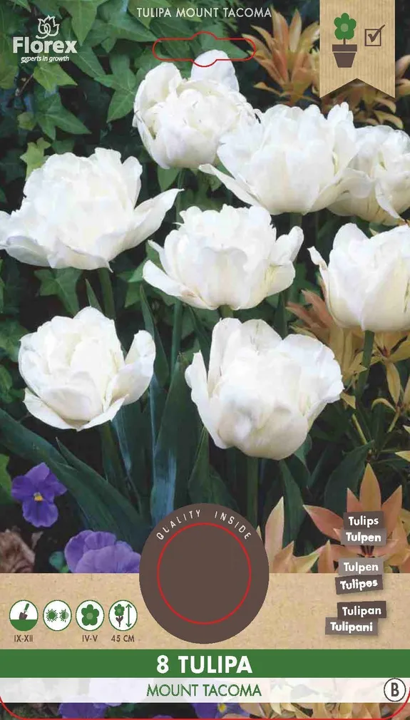 LILLESIBUL TOPELTÕIELINE MADAL TULP FLOREX MOUNT TACOMA 8TK PAKIS