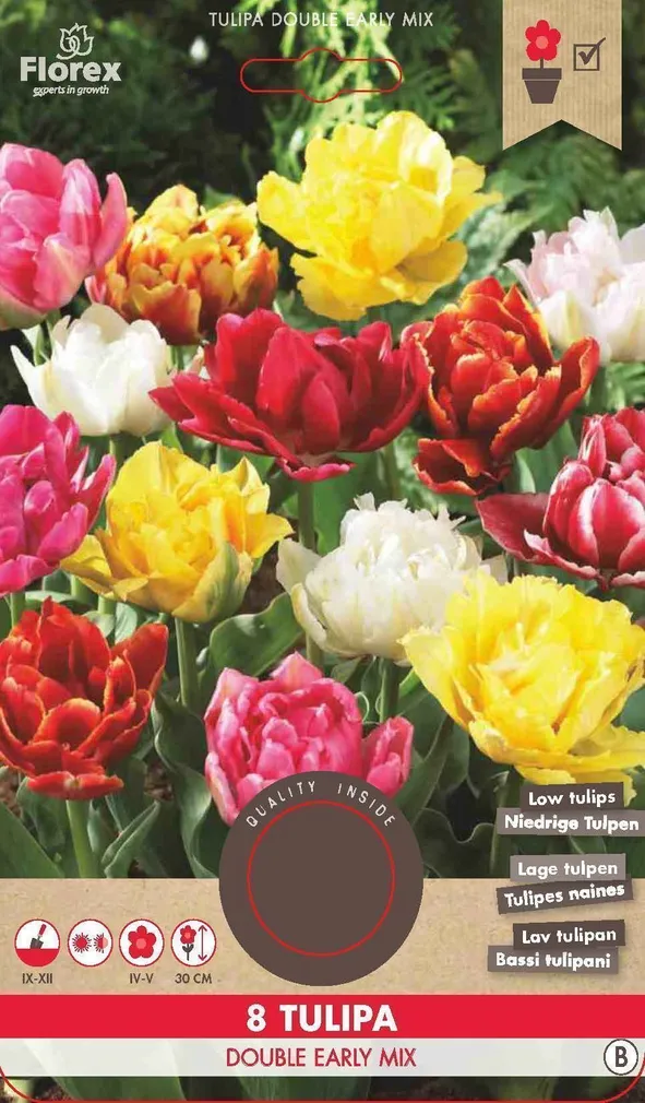 LILLESIBUL TOPELTÕIELINE MADAL TULP FLOREX DOUBLE EARLY SEGU 8TK PAKIS