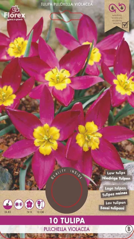 LILLESIBUL TULP FLOREX PULCHELLA VIOLACEA 10TK PAKIS