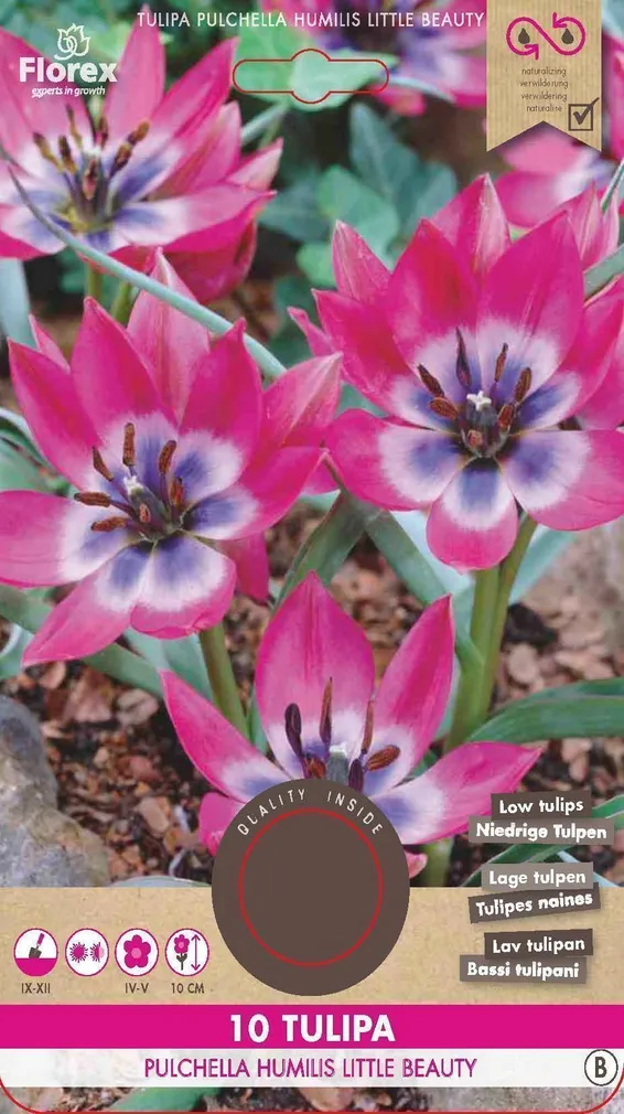 LILLESIBUL TULP FLOREX PULCHELLA LITTLE BEAUTY 10TK PAKIS