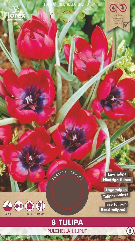 LILLESIBUL TULP FLOREX PULCHELLA LILLIPUT 8TK PAKIS