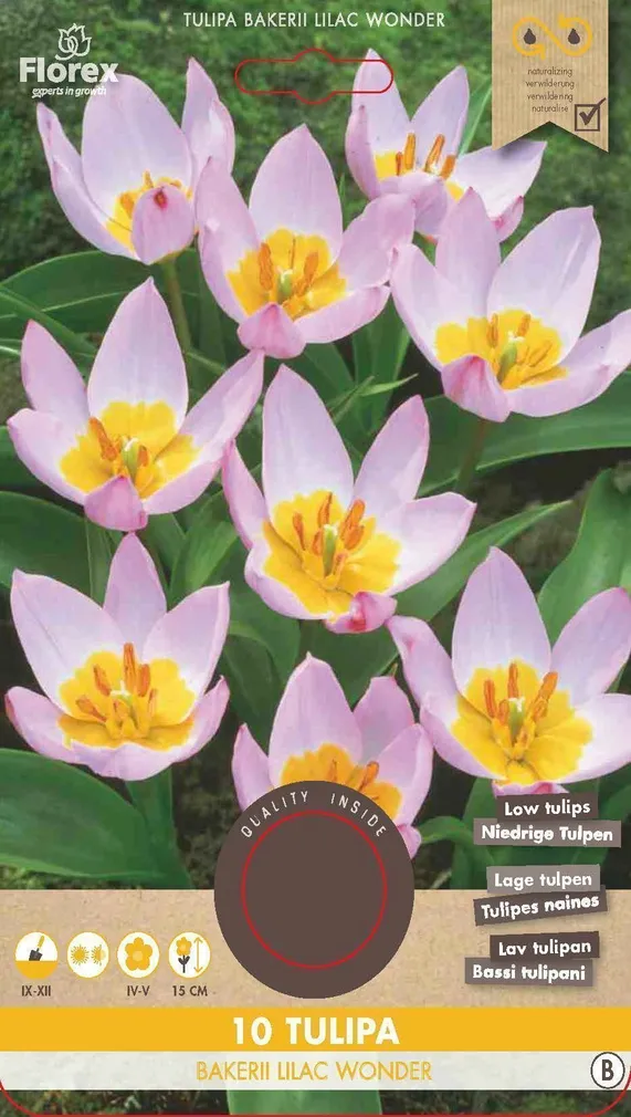 LILLESIBUL TULP FLOREX BAKERII LILAC WONDER 10TK PAKIS