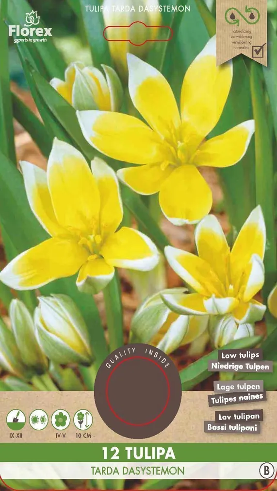 LILLESIBUL TULP FLOREX TARDA DASYSTEMON 12TK PAKIS