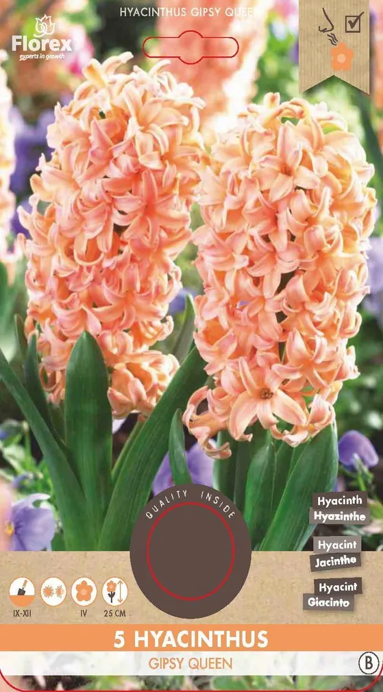 LILLESIBUL HÜATSINT FLOREX GIPSY QUEEN 5TK PAKIS