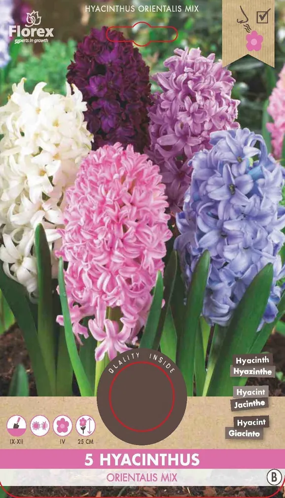 LILLESIBUL HÜATSINT FLOREX ORIENTALIS SEGU 5TK PAKIS