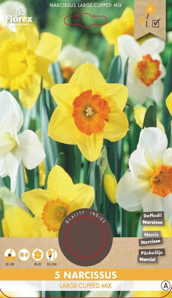 LILLESIBUL SUURE LISAKROONIGA NARTSISS FLOREX NARCISSUS SEGU 5TK PAKIS
