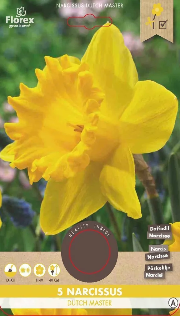 LILLESIBUL NARTSISS FLOREX DUTCH MASTER 5TK PAKIS