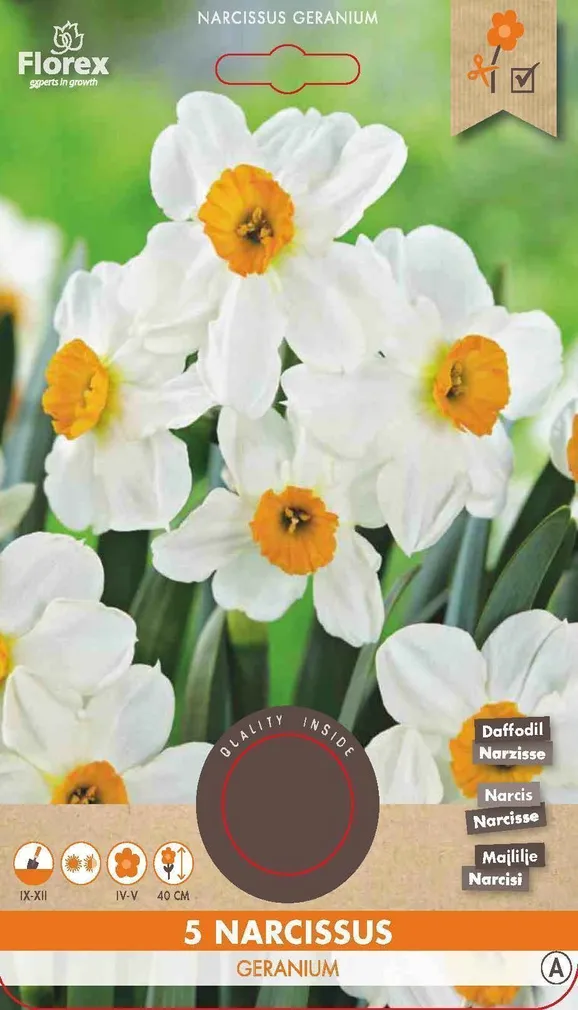 LILLESIBUL NARTSISS FLOREX GERANIUM 5TK PAKIS
