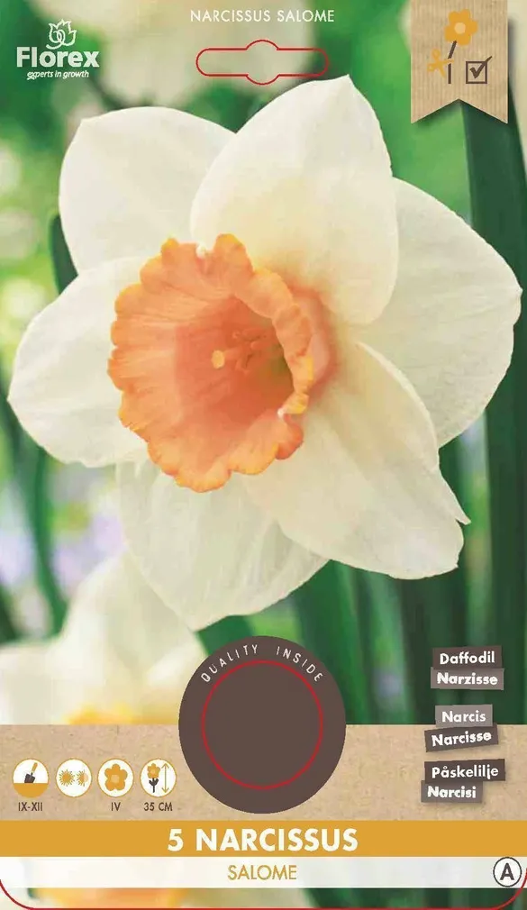 LILLESIBUL NARTSISS FLOREX SALOME 5TK PAKIS