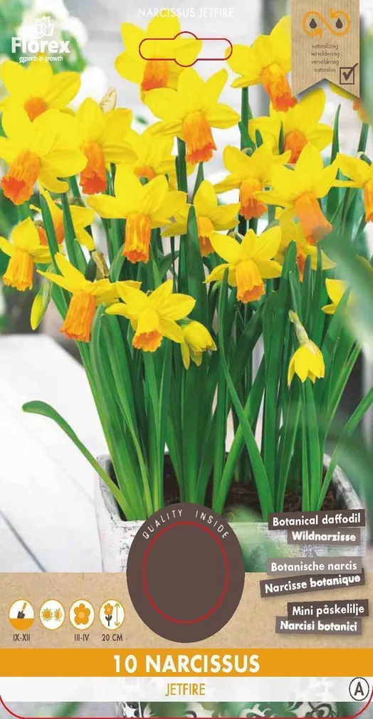 LILLESIBUL NARTSISS FLOREX JETFIRE 10TK PAKIS
