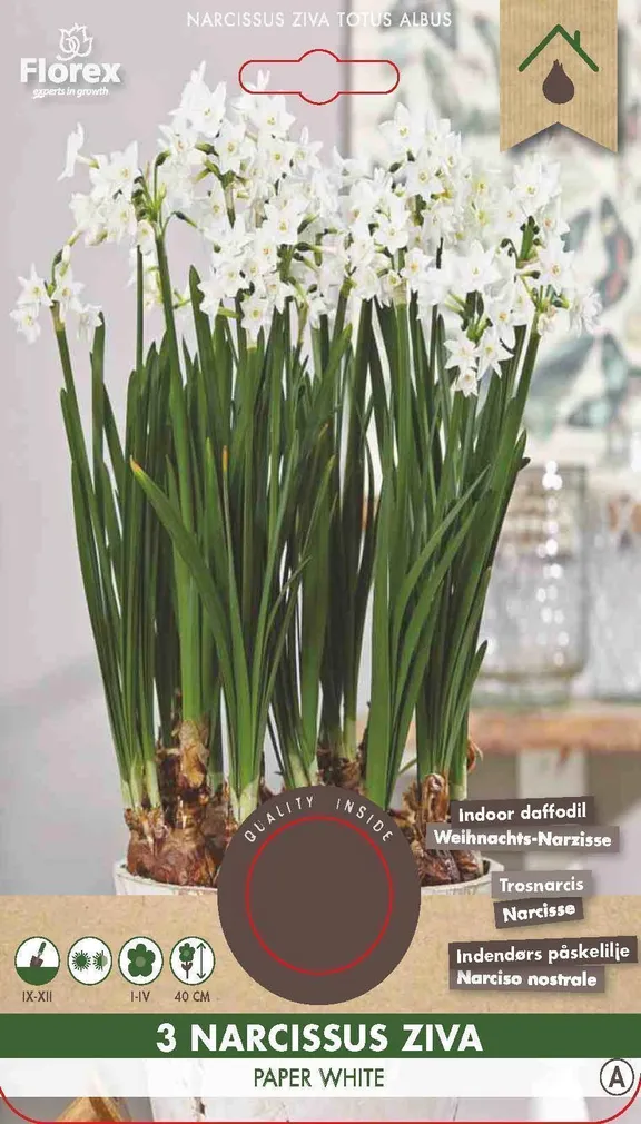 LILLESIBUL NARTSISS FLOREX PAPERWHITE 3TK PAKIS