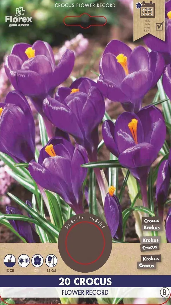 LILLESIBUL SUUREÕIELINE KROOKUS FLOREX FLOWER RECORD 20TK PAKIS