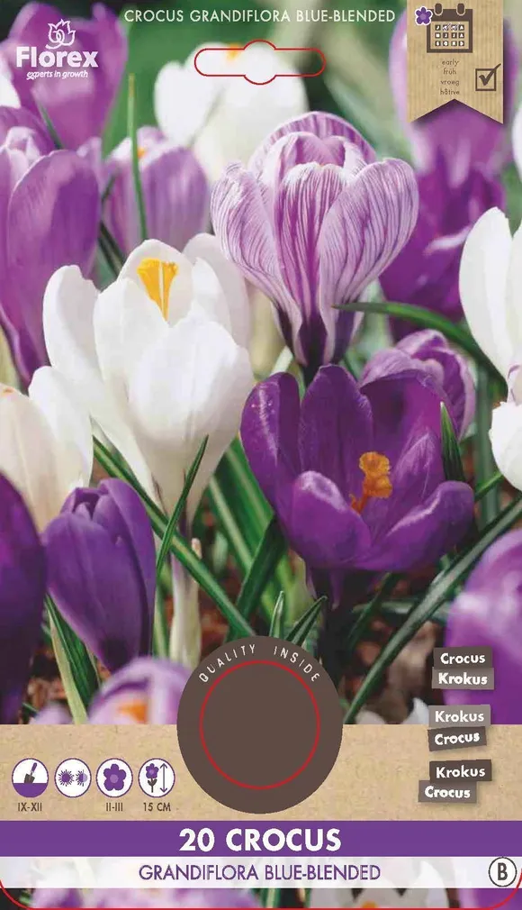 LILLESIBUL SUUREÕIELINE KROOKUS FLOREX GRANDIFLORA BLUEBLENDED 20TK