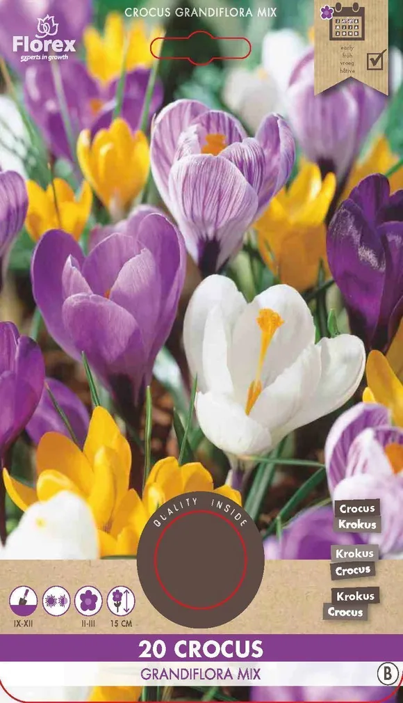 LILLESIBUL SUUREÕIELINE KROOKUS FLOREX GRANDIFLORA MIXED 20TK PAKIS