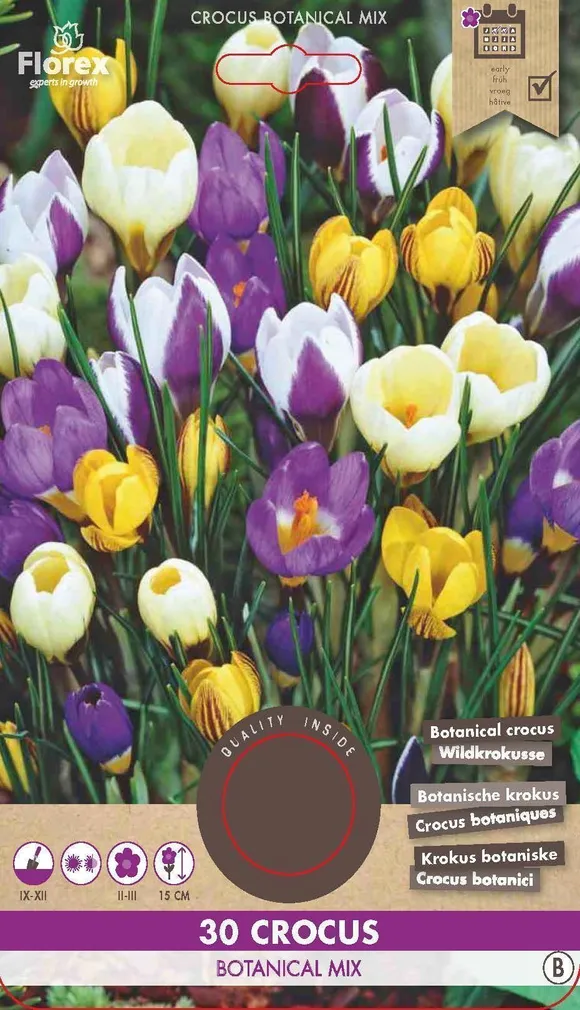 LILLESIBUL KROOKUS FLOREX BOTANICAL SEGU 30TK PAKIS