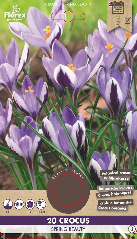 LILLESIBUL KROOKUS FLOREX SPRING BEAUTY 20TK PAKIS