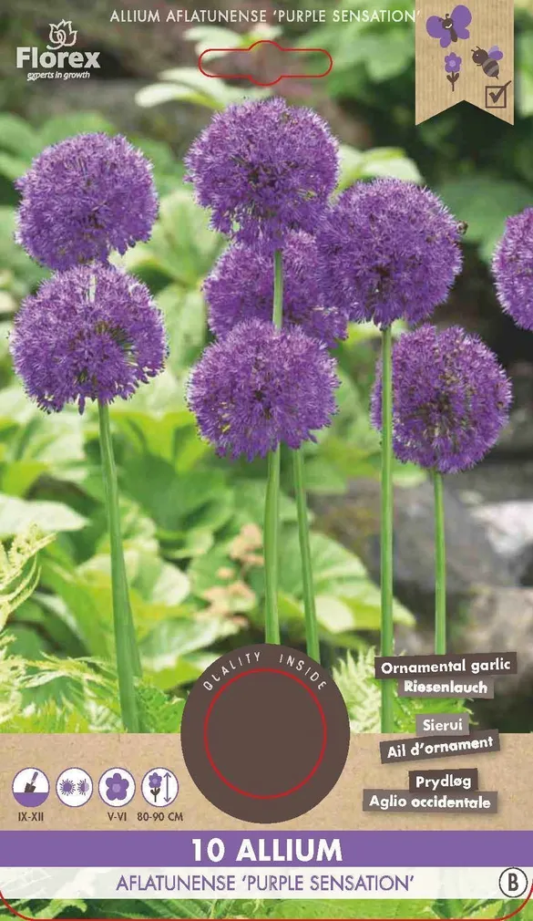LILLESIBUL KÕRGEKASVULINE LAUK FLOREX PURPLE SENSATION 10TK PAKIS