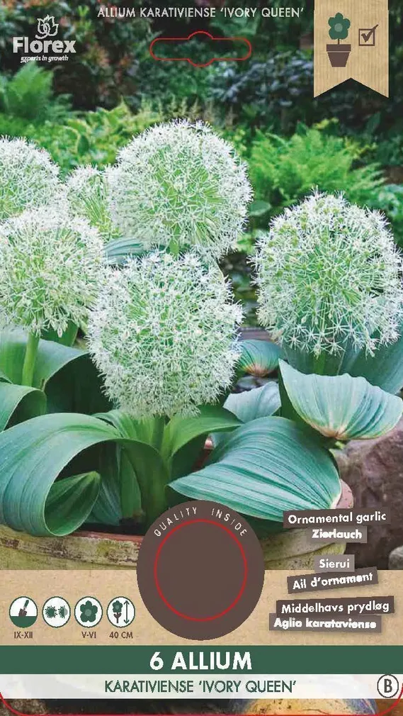 LILLESIBUL MADALAKASVULINE LAUK FLOREX IVORY QUEEN 6TK PAKIS
