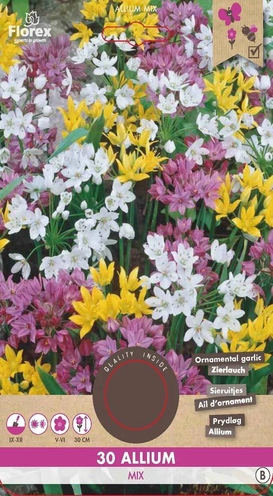 LILLESIBUL MADALAKASVULINE LAUK FLOREX ALLIUM SEGU 30TK PAKIS