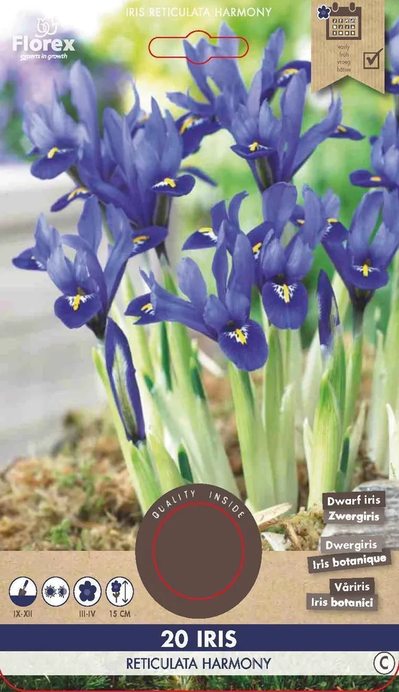 LILLESIBUL IIRIS FLOREX IRIS RETICULATA HARMONY 20TK PAKIS