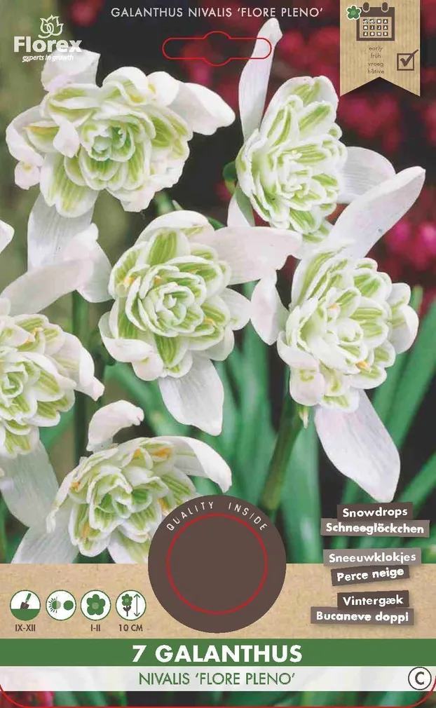 LILLESIBUL LUMIKELLUKE FLOREX FLORE PLENO 7TK PAKIS