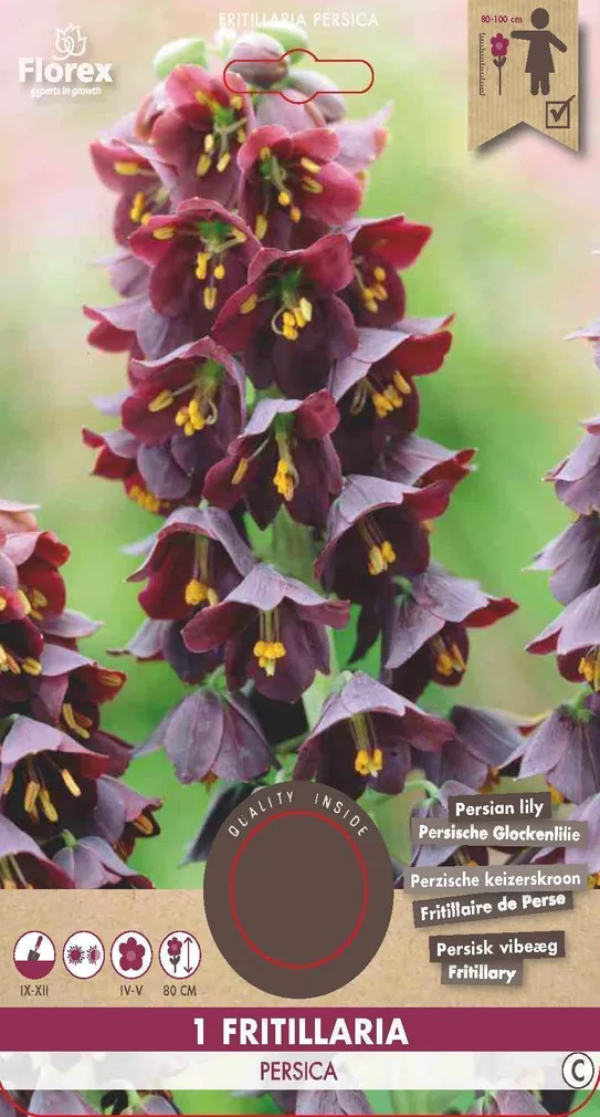 LILLESIBUL PÄRSIA PÜVILILL FLOREX FRITILLARIA PERSICA