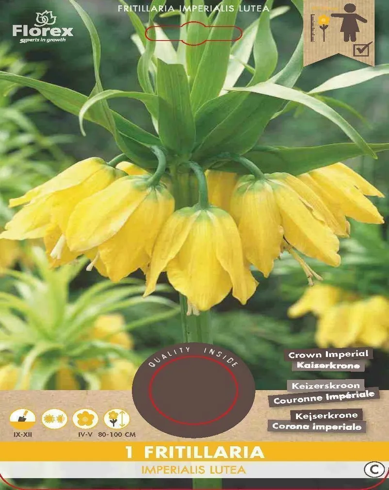 LILLESIBUL HARILIK PÜVILILL FLOREX LUTEA