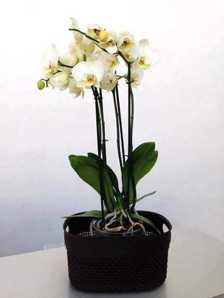 KORV KIS FILO S CHOCOLATE BROWN 27X22X15CM