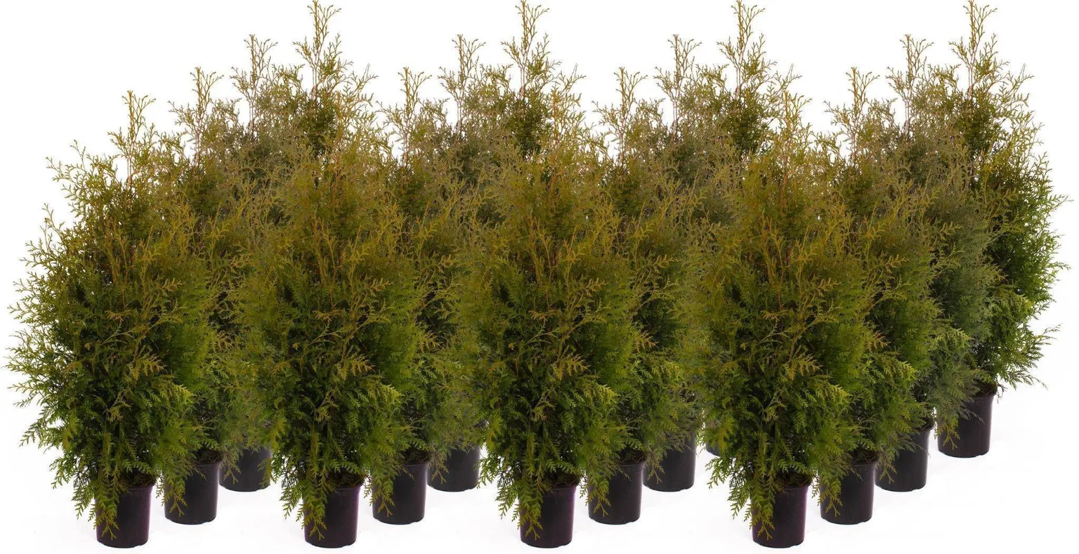 ELUPUU "BRABANT" POTIS 140+CM, 10TK ALUSEL