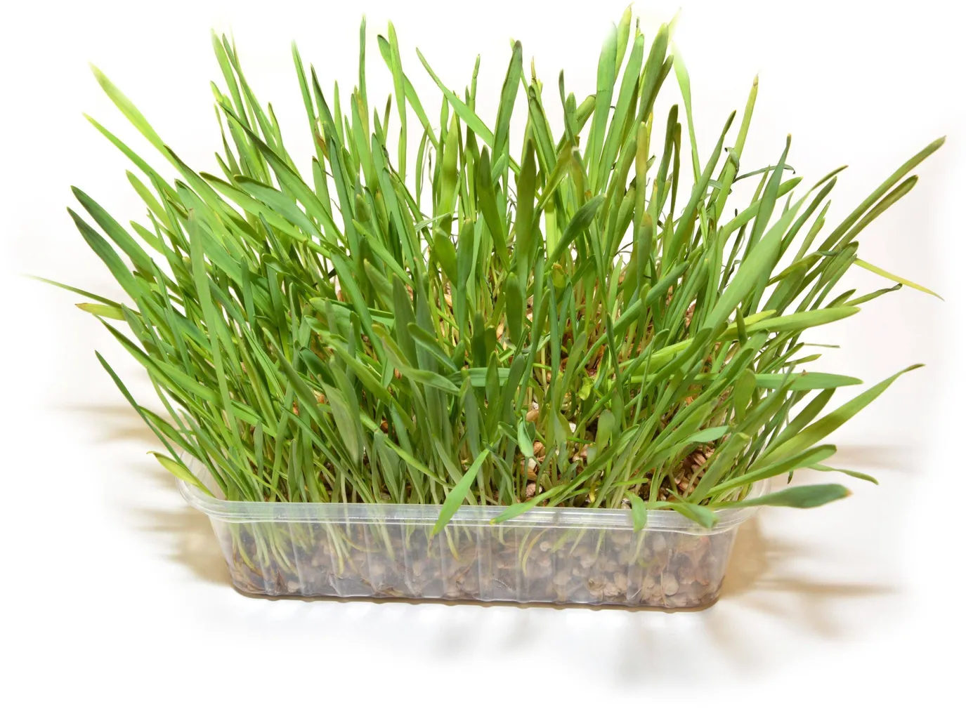 KASSI MURU DUVO+ 100G