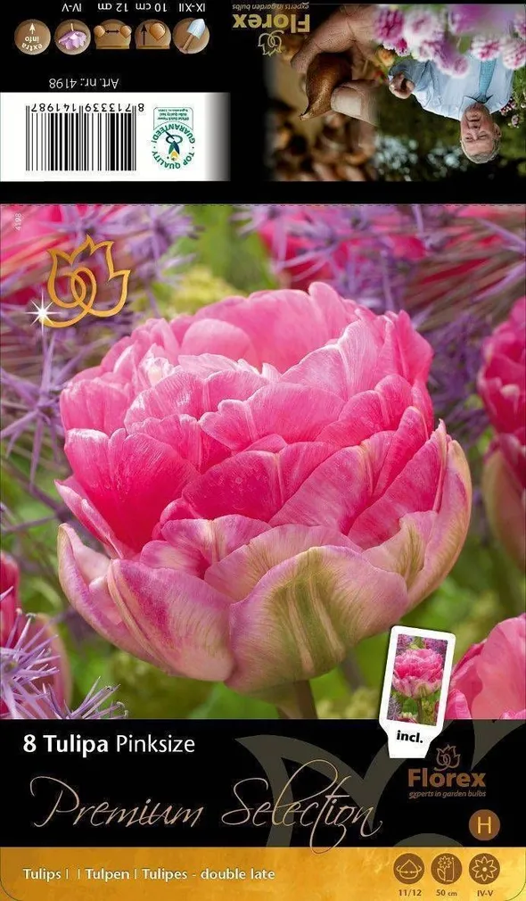 LILLESIBUL TULP FLOREX PINK 11/12 8TK PAKIS