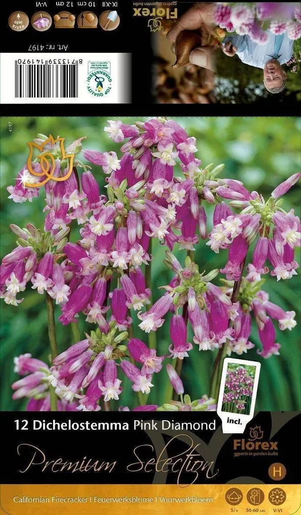 LILLESIBUL SÄMPLILL FLOREX PINK DIAMOND 5/+ 12TK PAKIS