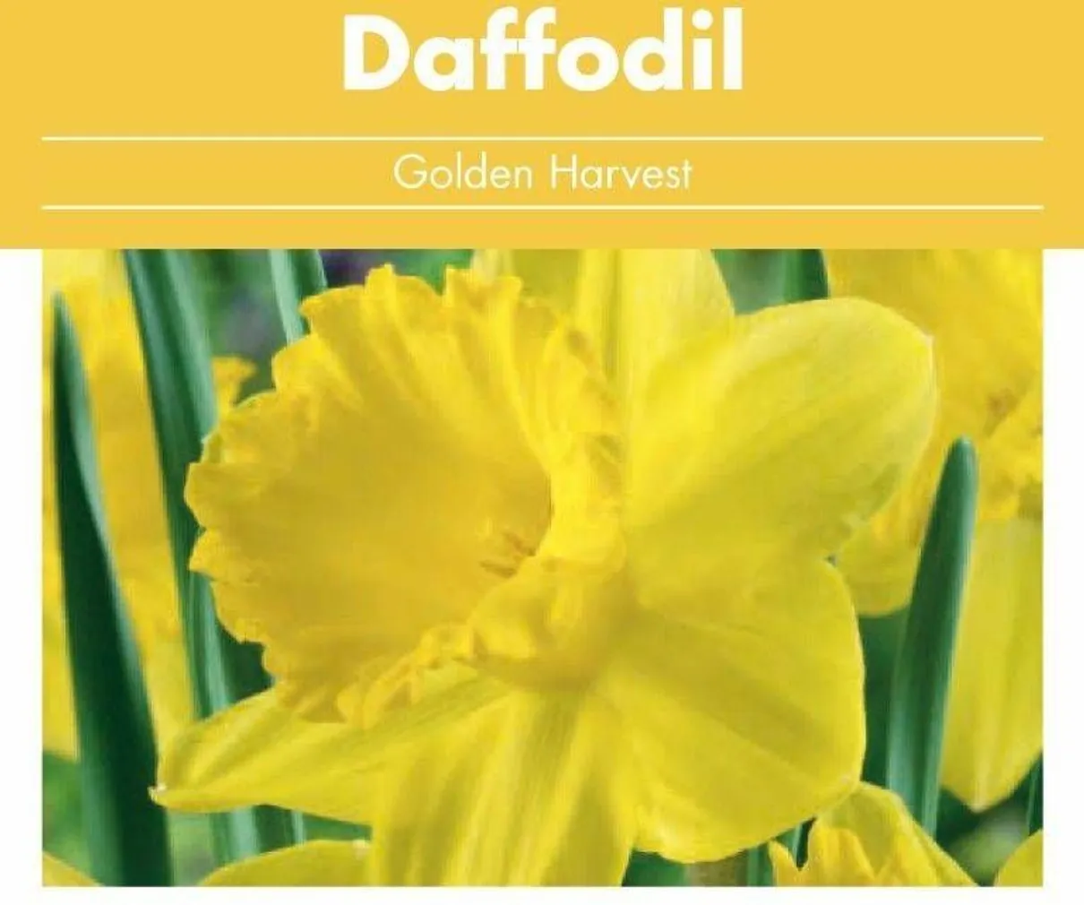 LILLESIBUL NARTSISS FLOREX GOLDEN HARVEST 16/+