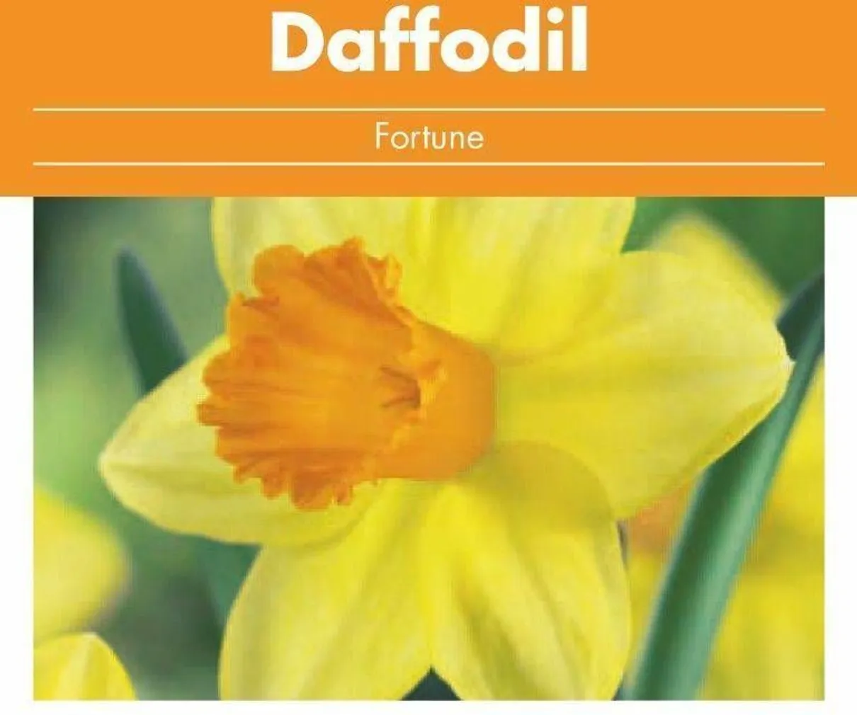 LILLESIBUL NARTSISS FLOREX FORTUNE 16/+