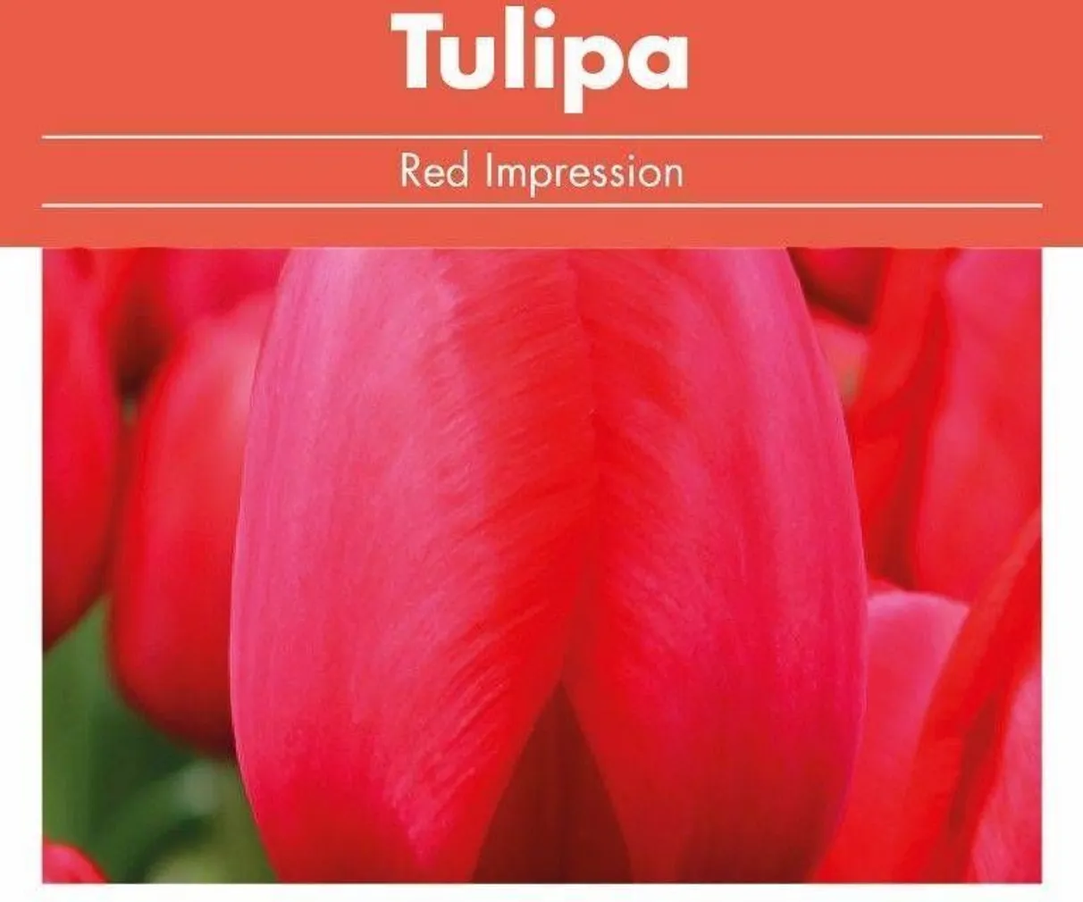 LILLESIBUL TULP FLOREX RED IMPRESSION 14/+