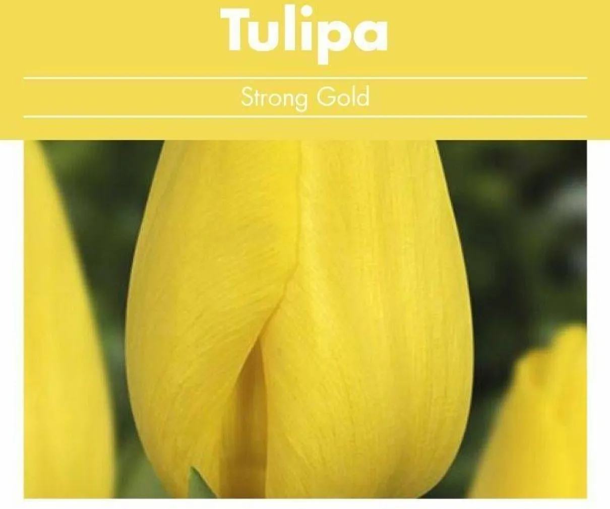 LILLESIBUL TULP FLOREX STRONG GOLD 14/+