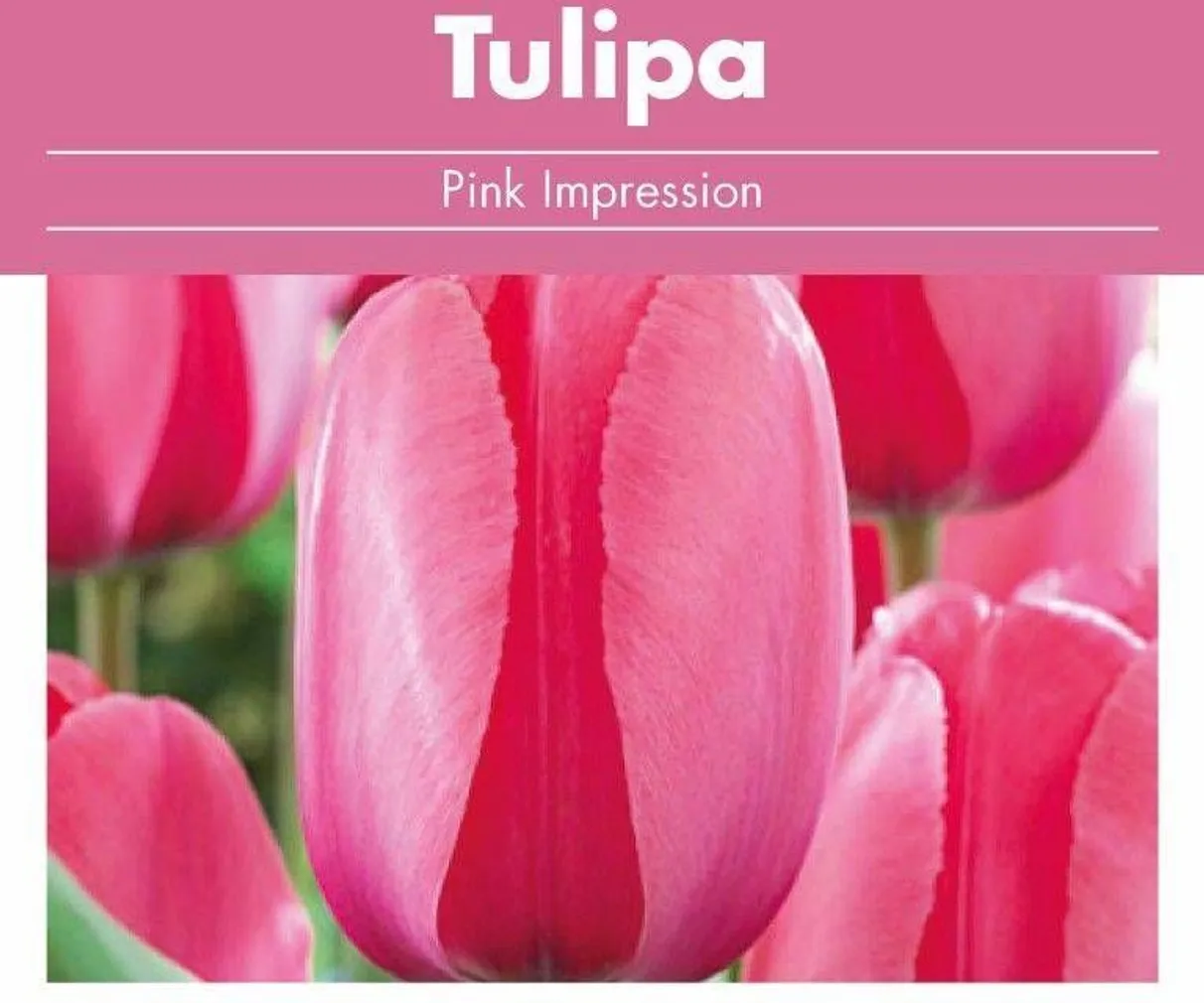 LILLESIBUL TULP FLOREX PINK IMPRESSION 14/+
