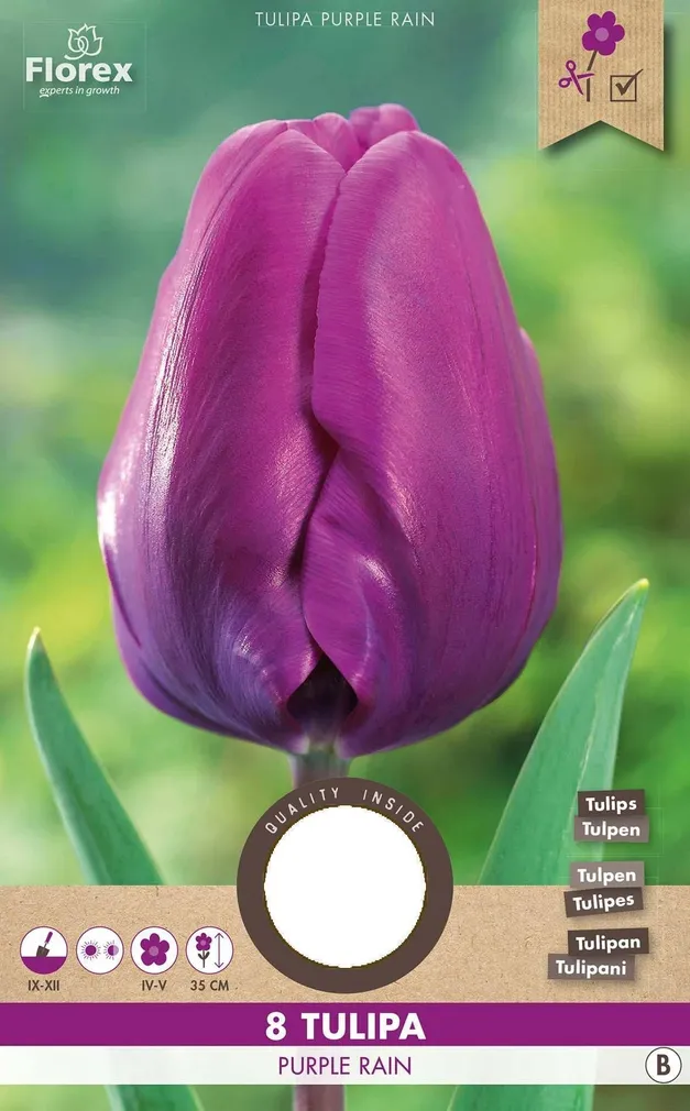LILLESIBUL KÕRGEKASVULINE TULP FLOREX PURPLE RAIN 8TK PAKIS