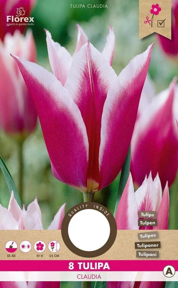 LILLESIBUL LIILIAÕIELINE TULP FLOREX CLAUDIA 8TK PAKIS