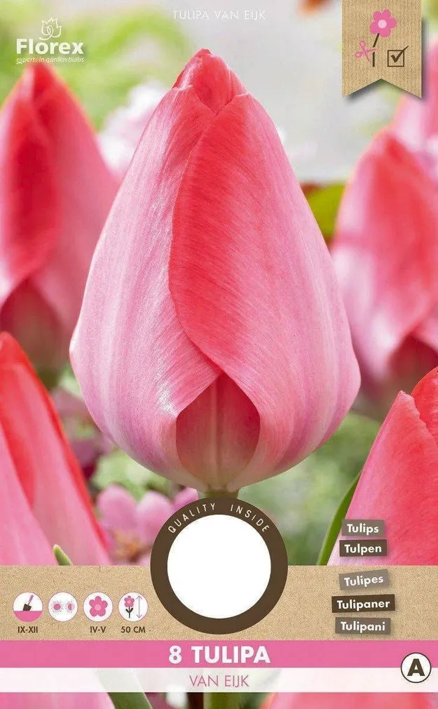 LILLESIBUL DARVINTULP FLOREX VAN EYK 8TK PAKIS