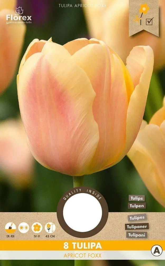 LILLESIBUL TRIUMFTULP FLOREX APRICOT FOXX 8TK PAKIS