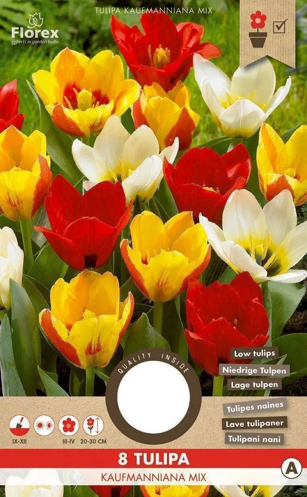 LILLESIBUL KAUFMANNI TULP FLOREX KAUFMANNIANA SEGU 8TK PAKIS