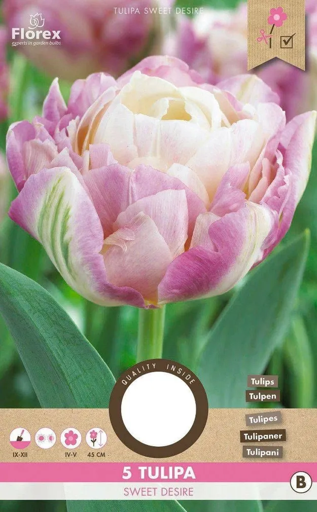 LILLESIBUL TOPELTÕIELINE VARANE TULP FLOREX SWEET DESIRE 5TK PAKIS