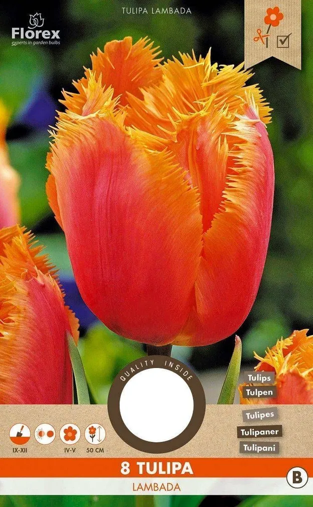 LILLESIBUL NARMASSERVALINE TULP FLOREX LAMBADA 8TK PAKIS