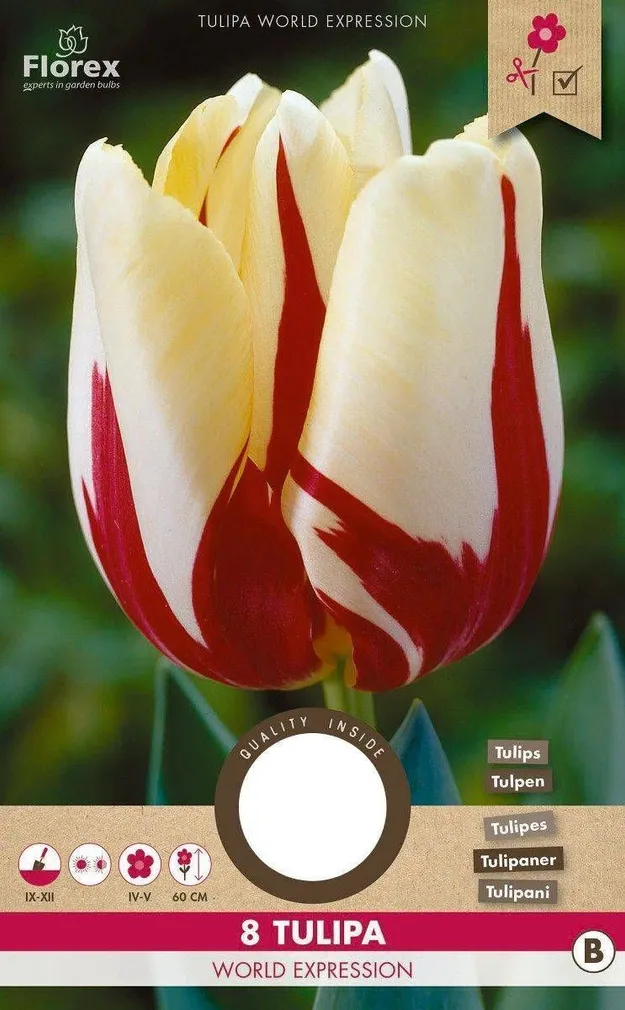 LILLESIBUL TOPELTÕIELINE HILINE TULP FLOREX WORLD EXPRESSION 8TK PAKIS